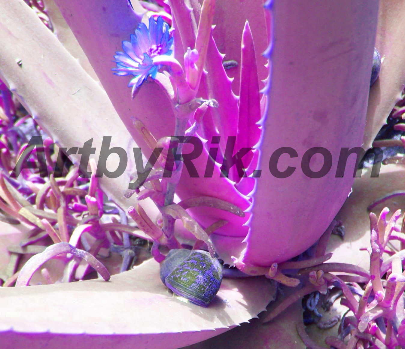 Purple cactus art with snail